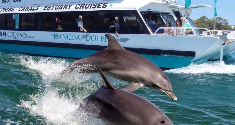 Delfine schwimmen neben einem Touristenboot auf dem Meer.