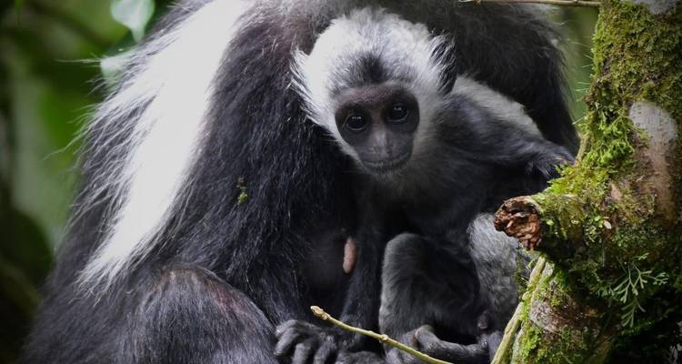 Mère et petit singes colobes dans un cadre forestier luxuriant.