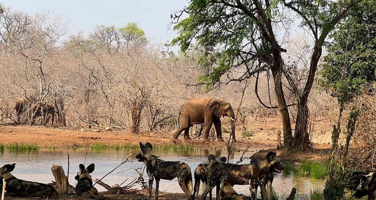 Éléphant près d'un point d'eau avec des chiens sauvages au premier plan.