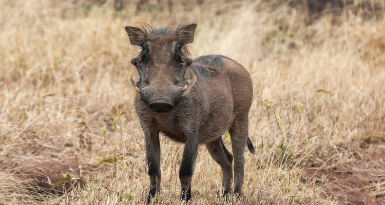 Phacochère debout dans des broussailles sèches.