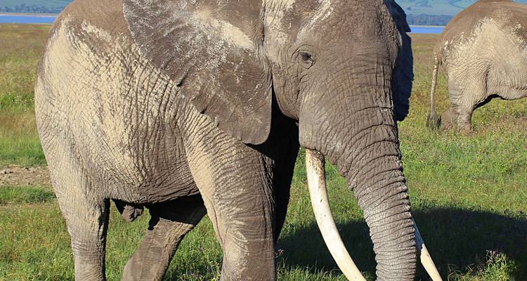 Éléphant d'Afrique dans une plaine herbeuse.
