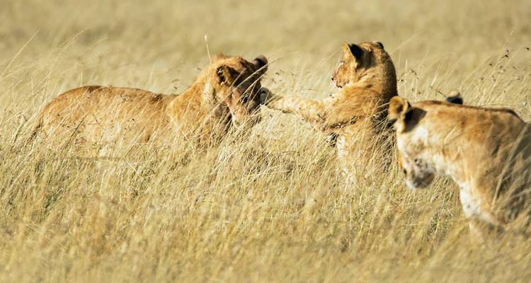 Des lions qui jouent dans les hautes herbes de la savane.