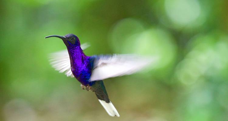 A vivid purple hummingbird in flight with a blurred green background.