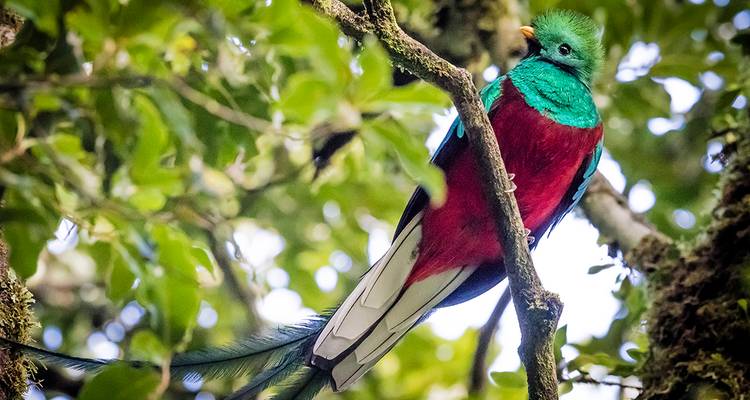 Un oiseau coloré perché sur une branche d'arbre.