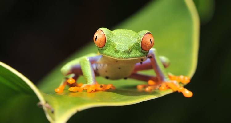 Gros plan d'une rainette verte avec des yeux et des pattes orange assise sur une feuille.