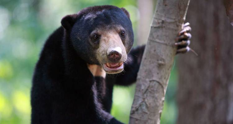Sun bear climbing a tree with a blurred green background.