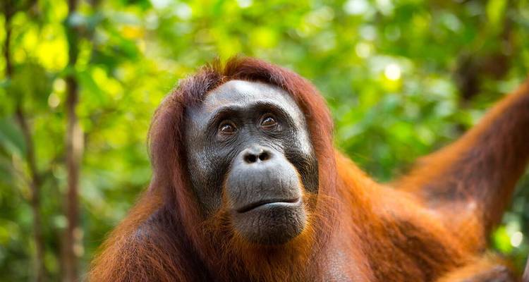 Orangutan with expressive face surrounded by lush forest.