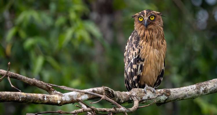 Owl perched on a branch with blurred forest background.