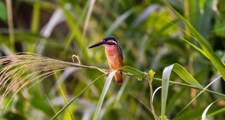 Colorful kingfisher sitting on a thin stalk with green reeds background.