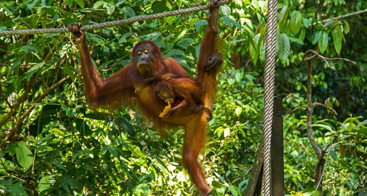 Orangutan along with a baby swinging on ropes in a dense forest.