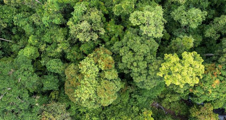 Aerial view of a dense tropical forest with varying shades of green.