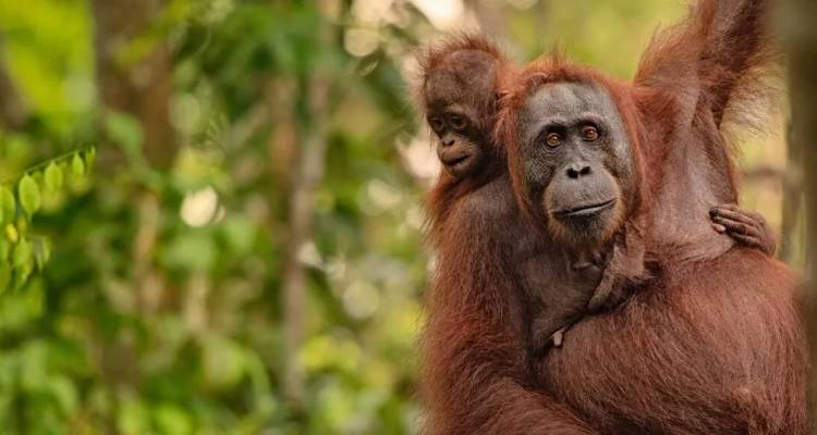 Eine Mutter-Orang-Utan wiegt ihr Baby in den Armen, während sie neugierig aus dem dichten, grünen Regenwaldlaubwerk blickt.