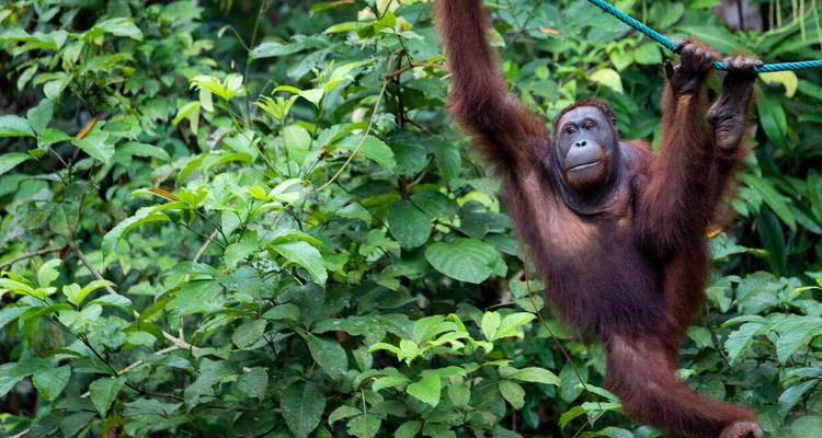 Orangután balanceándose de una cuerda entre denso follaje tropical.