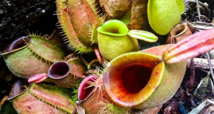 Toma macro de plantas carnívoras tropicales coloridas con bordes espinosos.