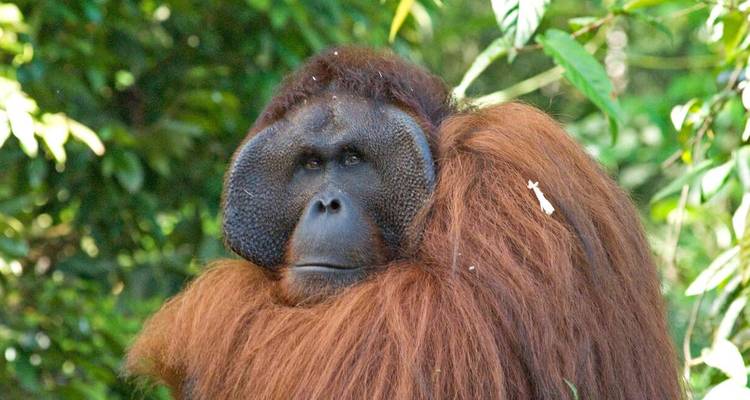 Retrato de un gran orangután macho rodeado de vegetación selvática.