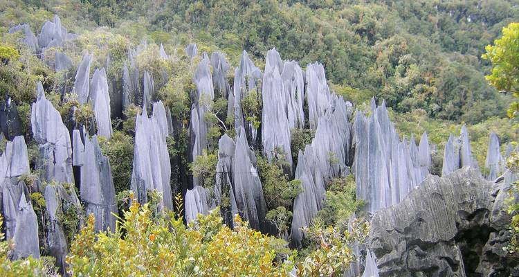 Pináculos de piedra caliza gris dentados que se elevan desde la densa selva tropical en Gunung Mulu.
