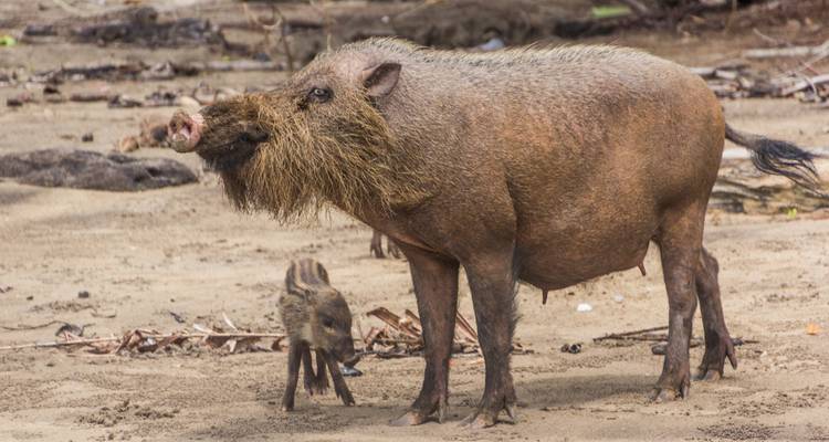 Cerdo barbudo con un lechón de pie sobre una planicie costera arenosa.