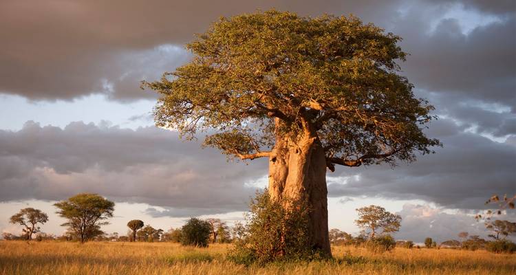 Baobab dans un paysage herbeux au coucher du soleil.