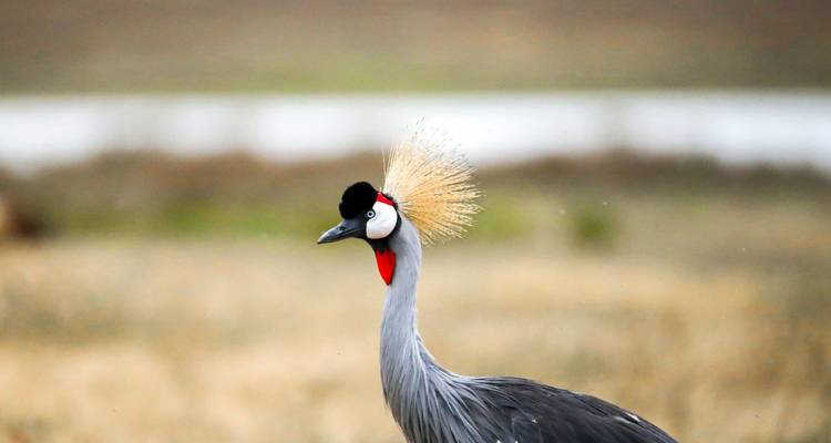 Grulla coronada gris parada en un campo.