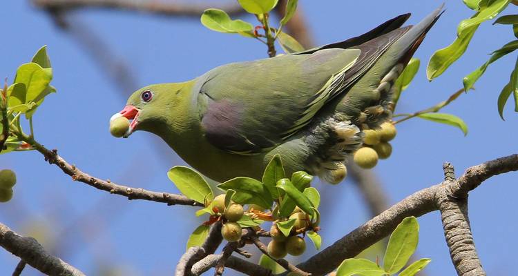 Paloma verde comiendo bayas en un árbol.