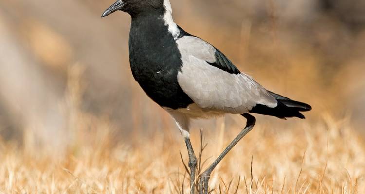 Chorlito herrero parado en hierba seca.