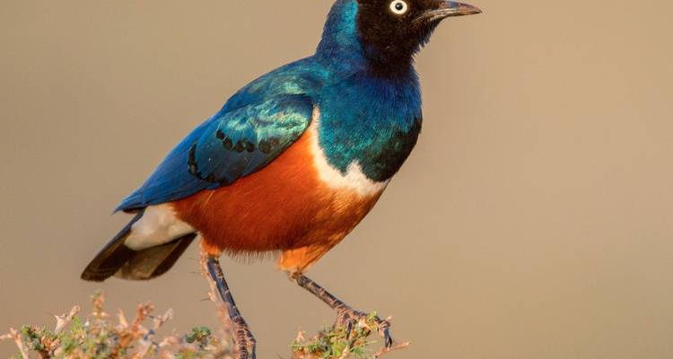 Estornino magnífico posado en una rama.