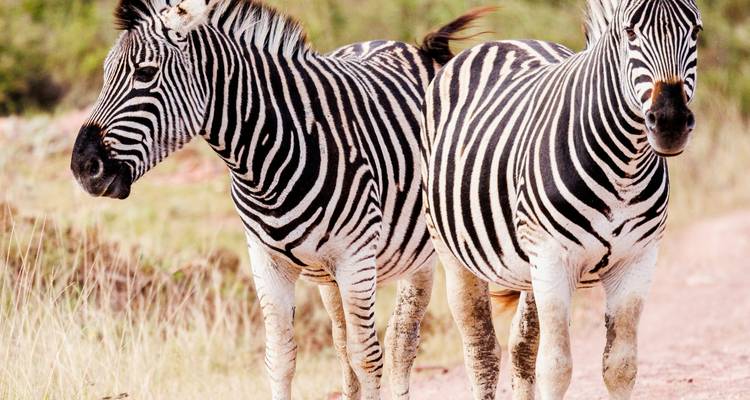 Paire de zèbres debout sur un sentier de terre.