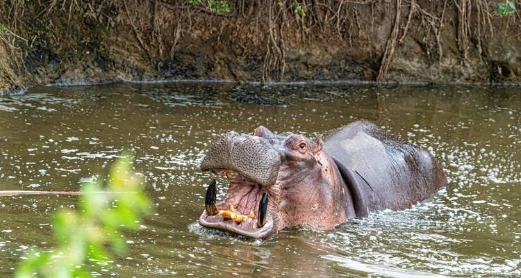 Un hippopotame dans l'eau avec la gueule grande ouverte.