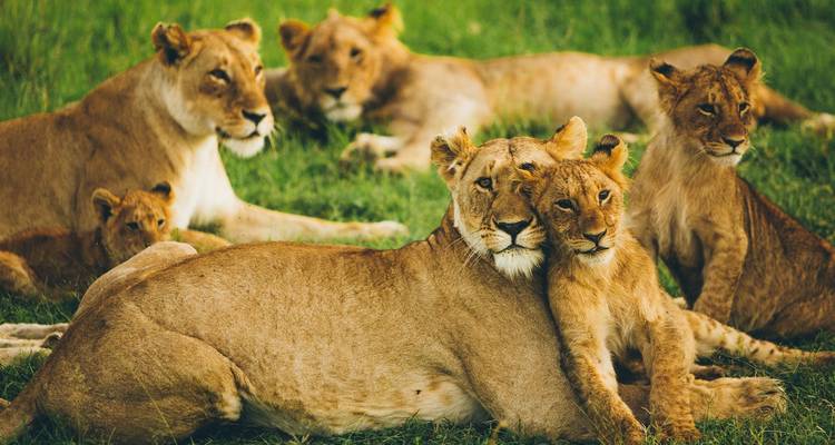 Troep leeuwen ontspannend op gras in een safari-omgeving.