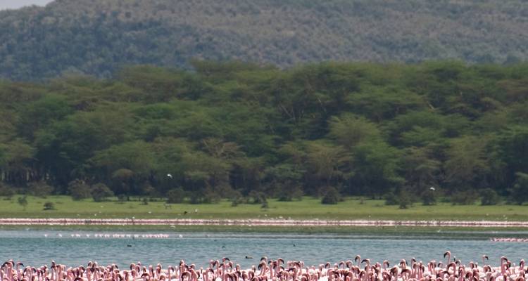 Grote groep flamingo's op een meer met een beboste heuvel op de achtergrond.