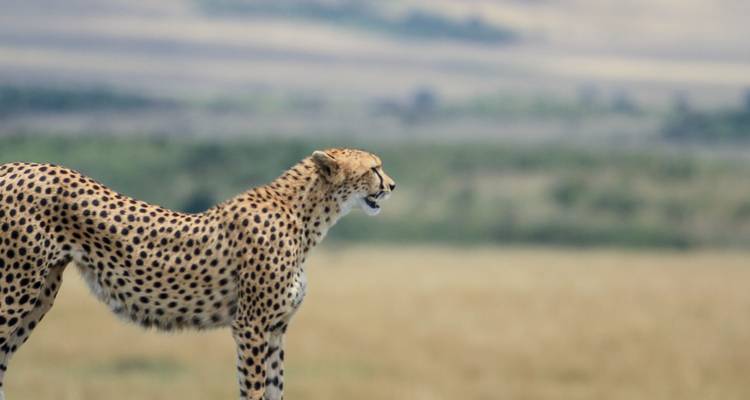 Cheeta staand in een savanne met onscherpe achtergrond.
