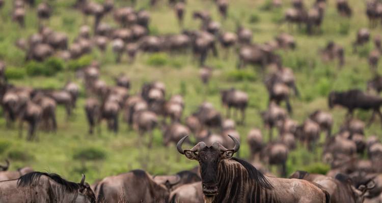 Kudde gnoes grazend in een grasland.