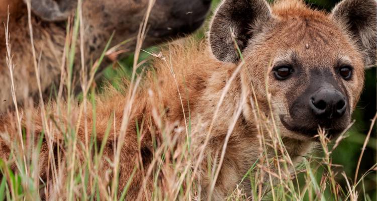 Hyena's in hoog gras die nieuwsgierig turen.