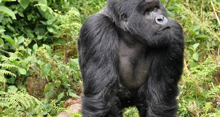 Gorille observant son environnement dans un feuillage dense.