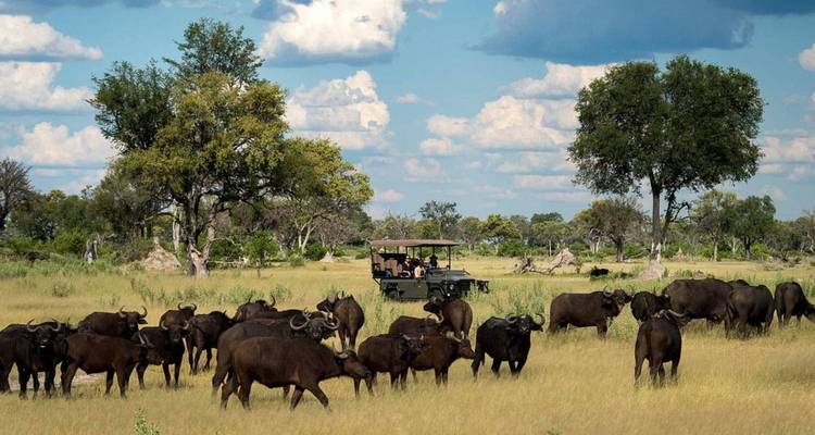 Véhicule de safari avec de nombreux buffles dans une savane ouverte.