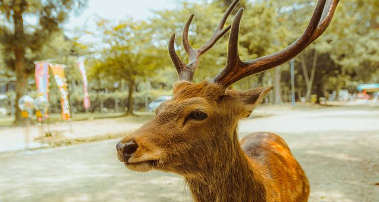 Des cerfs dans un parc ouvert sous la lumière du soleil.