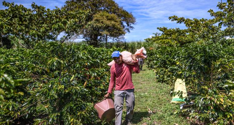 Person carrying a basket in a coffee plantation.
