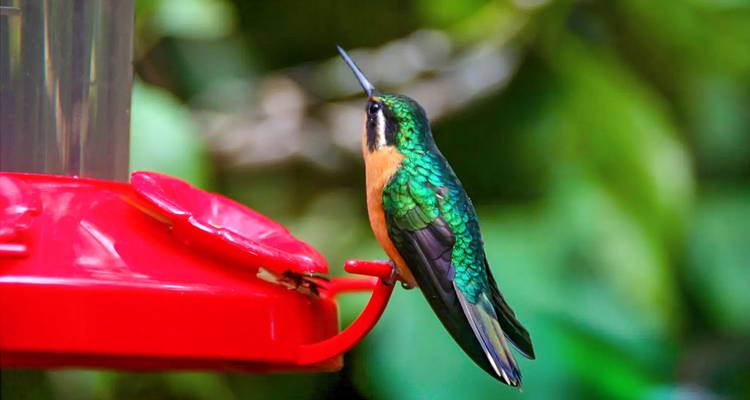 Colibrí colorido alimentándose en un comedero rojo.