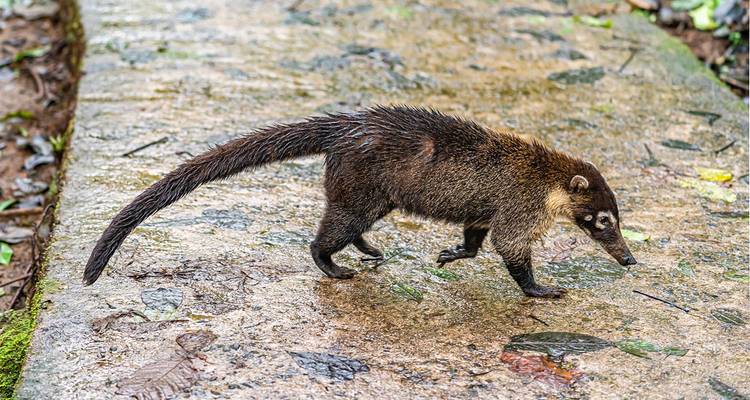 Coatí con cola extendida caminando por un sendero húmedo.