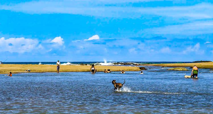 Personas jugando con perros en una laguna cerca del océano.
