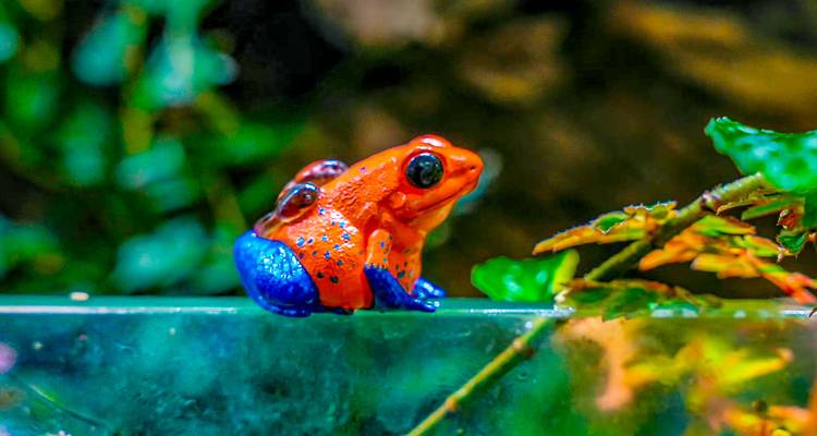 Rana de colores brillantes sobre una superficie verde en la naturaleza.