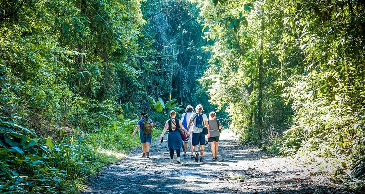 Grupo de personas caminando por un sendero frondoso del bosque.