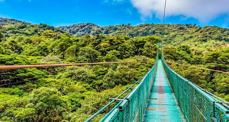 Puente que se extiende sobre un vasto bosque exuberante.