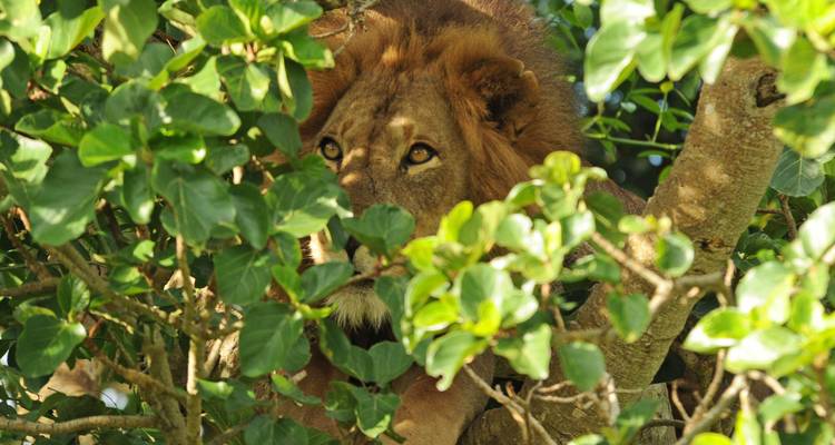 León escondido detrás de hojas en un árbol, con una mirada concentrada.