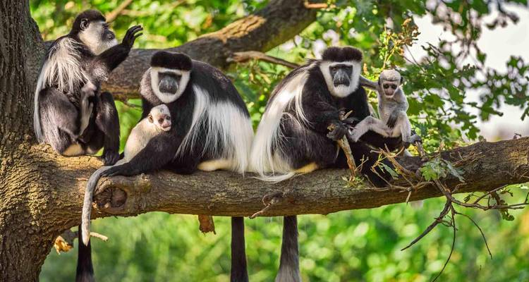 Familia de monos colobos sentados en la rama de un árbol en el bosque.