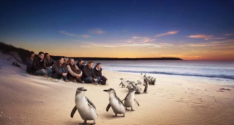 Grupo observando pingüinos caminar en la playa al atardecer.