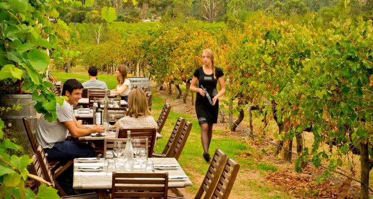 Personas cenando al aire libre en un viñedo.