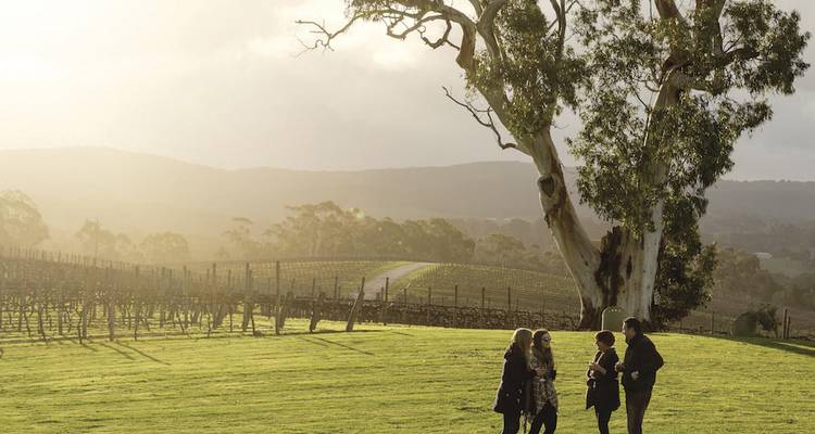 Grupo de personas en un viñedo al atardecer.