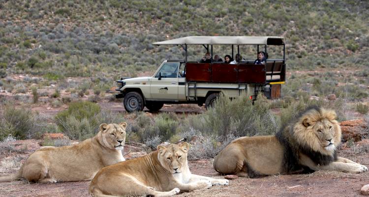 Three lions resting in the foreground with a safari vehicle in the background.