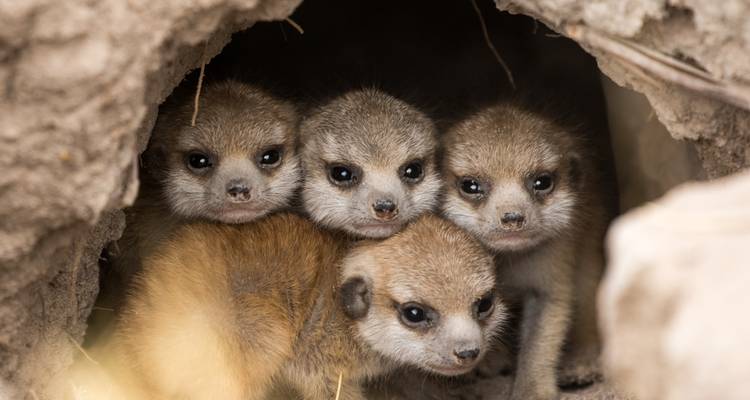 Four meerkat pups peeking out of a burrow.